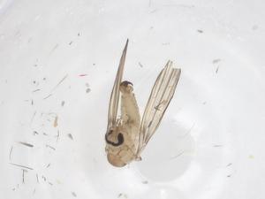  ( - CBG-A43424-B04)  @11 [ ] CreativeCommons - Attribution Share - Alike (2024) Centre for Biodiversity Genomics Centre for Biodiversity Genomics