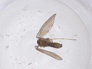  ( - CBG-A43547-A05)  @11 [ ] CreativeCommons - Attribution Share - Alike (2024) Centre for Biodiversity Genomics Centre for Biodiversity Genomics