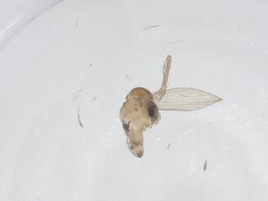  (Australopericoma sillua - CBG-A43552-B04)  @11 [ ] CreativeCommons - Attribution Share - Alike (2024) Centre for Biodiversity Genomics Centre for Biodiversity Genomics