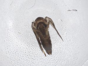  ( - CBG-A43787-E12)  @11 [ ] CreativeCommons - Attribution Share - Alike (2024) Centre for Biodiversity Genomics Centre for Biodiversity Genomics