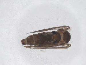  ( - CBG-A43788-C11)  @11 [ ] CreativeCommons - Attribution Share - Alike (2024) Centre for Biodiversity Genomics Centre for Biodiversity Genomics