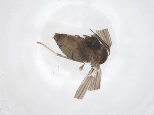  ( - CBG-A43802-F05)  @11 [ ] CreativeCommons - Attribution Share - Alike (2024) Centre for Biodiversity Genomics Centre for Biodiversity Genomics