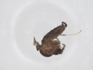  ( - CBG-A43831-B10)  @11 [ ] CreativeCommons - Attribution Share - Alike (2024) Centre for Biodiversity Genomics Centre for Biodiversity Genomics