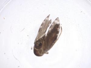  ( - CBG-A44204-D01)  @11 [ ] CreativeCommons - Attribution Share - Alike (2024) Centre for Biodiversity Genomics Centre for Biodiversity Genomics