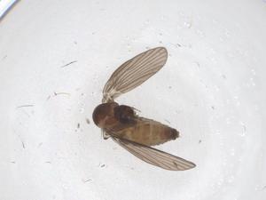  ( - CBG-A44219-G09)  @11 [ ] CreativeCommons - Attribution Share - Alike (2024) Centre for Biodiversity Genomics Centre for Biodiversity Genomics