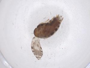  ( - CBG-A44220-C11)  @11 [ ] CreativeCommons - Attribution Share - Alike (2024) Centre for Biodiversity Genomics Centre for Biodiversity Genomics