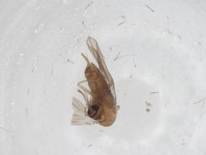  ( - CBG-A44221-B06)  @11 [ ] CreativeCommons - Attribution Share - Alike (2024) Centre for Biodiversity Genomics Centre for Biodiversity Genomics