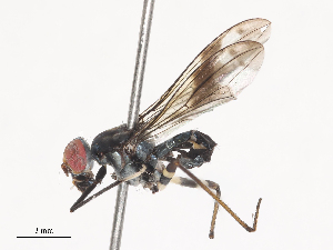  ( - CBG-A44425-G12)  @11 [ ] CreativeCommons - Attribution Share - Alike (2024) CBG Photography Group Centre for Biodiversity Genomics
