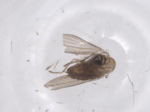  ( - CBG-A44711-E07)  @11 [ ] CreativeCommons - Attribution Share - Alike (2024) Centre for Biodiversity Genomics Centre for Biodiversity Genomics