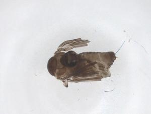  ( - CBG-A45010-A02)  @11 [ ] CreativeCommons - Attribution Share - Alike (2024) Centre for Biodiversity Genomics Centre for Biodiversity Genomics