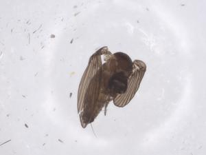  ( - CBG-A45025-E09)  @11 [ ] CreativeCommons - Attribution Share - Alike (2024) Centre for Biodiversity Genomics Centre for Biodiversity Genomics