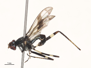  ( - CBG-A45164-E09)  @11 [ ] CreativeCommons - Attribution Share - Alike (2024) CBG Photography Group Centre for Biodiversity Genomics