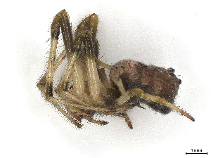  ( - CBG-A45234-H03)  @11 [ ] CreativeCommons - Attribution Share-Alike (2024) CBG Photography Group Centre for Biodiversity Genomics