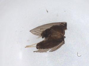  ( - CBG-A44255-D02)  @11 [ ] CreativeCommons - Attribution Share - Alike (2024) Centre for Biodiversity Genomics Centre for Biodiversity Genomics