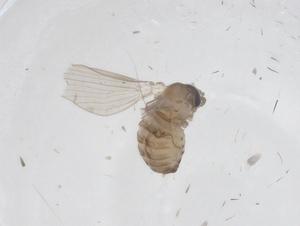  (Psychoda paraxena - CBG-A44712-B02)  @11 [ ] CreativeCommons - Attribution Share - Alike (2024) Centre for Biodiversity Genomics Centre for Biodiversity Genomics