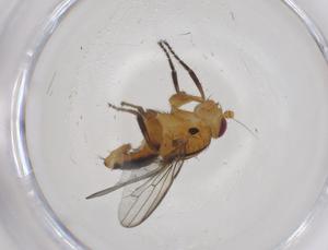  (Pseudopomyzella - CBG-A44724-F07)  @11 [ ] CreativeCommons - Attribution Share - Alike (2024) Centre for Biodiversity Genomics Centre for Biodiversity Genomics