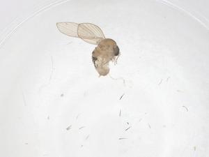  (Australopericoma decima - CBG-A45534-A01)  @11 [ ] CreativeCommons - Attribution Share - Alike (2024) Centre for Biodiversity Genomics Centre for Biodiversity Genomics