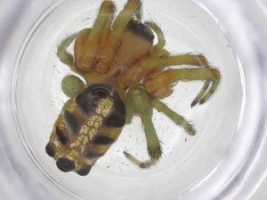  ( - CBG-A46171-H09)  @11 [ ] CreativeCommons - Attribution Share - Alike (2024) Centre for Biodiversity Genomics Centre for Biodiversity Genomics