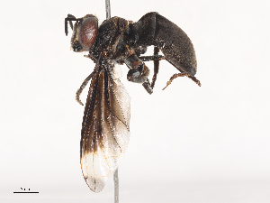  (Peradon luridescens - CBG-A46925-C08)  @11 [ ] CreativeCommons - Attribution Share - Alike (2024) CBG Photography Group Centre for Biodiversity Genomics
