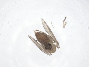  ( - CBG-A47415-D01)  @11 [ ] CreativeCommons - Attribution Share - Alike (2024) Centre for Biodiversity Genomics Centre for Biodiversity Genomics