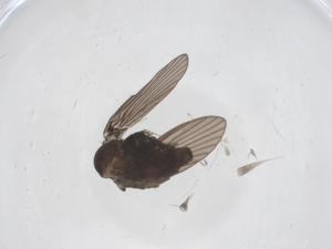  ( - CBG-A47431-B05)  @11 [ ] CreativeCommons - Attribution Share - Alike (2024) Centre for Biodiversity Genomics Centre for Biodiversity Genomics