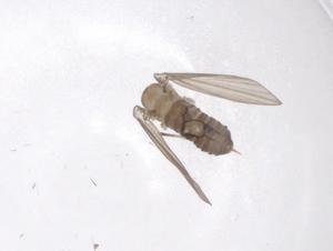  ( - CBG-A47433-A01)  @11 [ ] CreativeCommons - Attribution Share - Alike (2024) Centre for Biodiversity Genomics Centre for Biodiversity Genomics