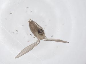  ( - CBG-A47434-F05)  @11 [ ] CreativeCommons - Attribution Share - Alike (2024) Centre for Biodiversity Genomics Centre for Biodiversity Genomics