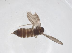  ( - CBG-A47581-E03)  @11 [ ] CreativeCommons - Attribution Share - Alike (2024) Centre for Biodiversity Genomics Centre for Biodiversity Genomics