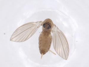  ( - CBG-A47613-D11)  @11 [ ] CreativeCommons - Attribution Share - Alike (2024) Centre for Biodiversity Genomics Centre for Biodiversity Genomics