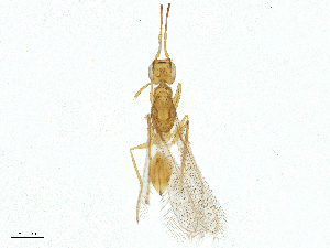  ( - CBG-A47660-C08)  @11 [ ] CreativeCommons - Attribution Share - Alike (2025) CBG Photography Group Centre for Biodiversity Genomics