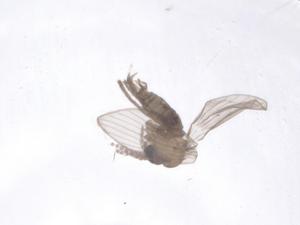  ( - CBG-A47723-C01)  @11 [ ] CreativeCommons - Attribution Share - Alike (2024) Centre for Biodiversity Genomics Centre for Biodiversity Genomics