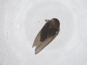  ( - CBG-A48393-F08)  @11 [ ] CreativeCommons - Attribution Share - Alike (2024) Centre for Biodiversity Genomics Centre for Biodiversity Genomics