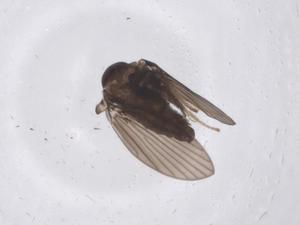  ( - CBG-A48395-C10)  @11 [ ] CreativeCommons - Attribution Share - Alike (2024) Centre for Biodiversity Genomics Centre for Biodiversity Genomics