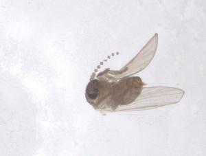  ( - CBG-A48429-A04)  @11 [ ] CreativeCommons - Attribution Share - Alike (2024) Centre for Biodiversity Genomics Centre for Biodiversity Genomics