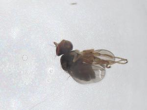  ( - CBG-A48448-A08)  @11 [ ] CreativeCommons - Attribution Share - Alike (2024) Centre for Biodiversity Genomics Centre for Biodiversity Genomics