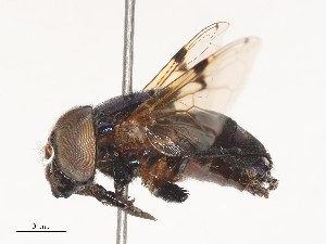  ( - CBG-A48484-B07)  @11 [ ] CreativeCommons - Attribution Share - Alike (2024) CBG Photography Group Centre for Biodiversity Genomics