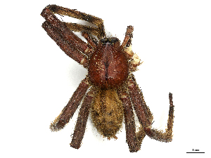  ( - CBG-A48617-H07)  @11 [ ] CreativeCommons - Attribution (2024) CBG Photography Group Centre for Biodiversity Genomics