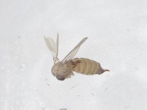  ( - CBG-A49528-E06)  @11 [ ] CreativeCommons - Attribution Share - Alike (2024) Centre for Biodiversity Genomics Centre for Biodiversity Genomics