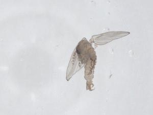  ( - CBG-A47699-B08)  @11 [ ] CreativeCommons - Attribution Share - Alike (2024) Centre for Biodiversity Genomics Centre for Biodiversity Genomics