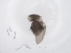  ( - CBG-A47942-G08)  @11 [ ] CreativeCommons - Attribution Share - Alike (2024) Centre for Biodiversity Genomics Centre for Biodiversity Genomics