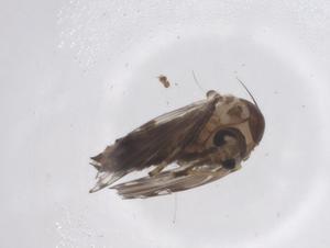  ( - CBG-A48468-C06)  @11 [ ] CreativeCommons - Attribution Share - Alike (2024) Centre for Biodiversity Genomics Centre for Biodiversity Genomics