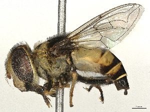  ( - CBG-A48517-B01)  @11 [ ] CreativeCommons - Attribution Share - Alike (2025) CBG Photography Group Centre for Biodiversity Genomics