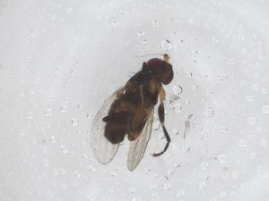  ( - CBG-A49610-D10)  @11 [ ] CreativeCommons - Attribution Share - Alike (2024) Centre for Biodiversity Genomics Centre for Biodiversity Genomics