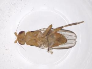  ( - CBG-A50360-H05)  @11 [ ] CreativeCommons - Attribution Share - Alike (2024) Centre for Biodiversity Genomics Centre for Biodiversity Genomics