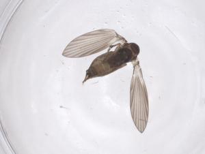  ( - CBG-A50363-H02)  @11 [ ] CreativeCommons - Attribution Share - Alike (2024) Centre for Biodiversity Genomics Centre for Biodiversity Genomics