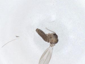  ( - CBG-A50369-A05)  @11 [ ] CreativeCommons - Attribution Share - Alike (2024) Centre for Biodiversity Genomics Centre for Biodiversity Genomics