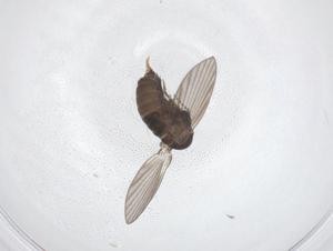  ( - CBG-A50461-C12)  @11 [ ] CreativeCommons - Attribution Share - Alike (2024) Centre for Biodiversity Genomics Centre for Biodiversity Genomics