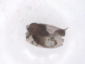  ( - CBG-A50463-G02)  @11 [ ] CreativeCommons - Attribution Share - Alike (2024) Centre for Biodiversity Genomics Centre for Biodiversity Genomics