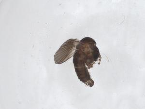  ( - CBG-A50663-D07)  @11 [ ] CreativeCommons - Attribution Share - Alike (2024) Centre for Biodiversity Genomics Centre for Biodiversity Genomics