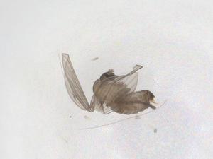  ( - CBG-A50689-D03)  @11 [ ] CreativeCommons - Attribution Share - Alike (2024) Centre for Biodiversity Genomics Centre for Biodiversity Genomics